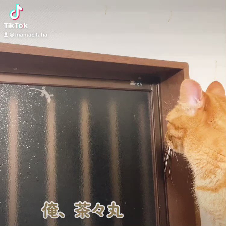 注目の にゃんこ様専用コレットマルーフ ドットポニー