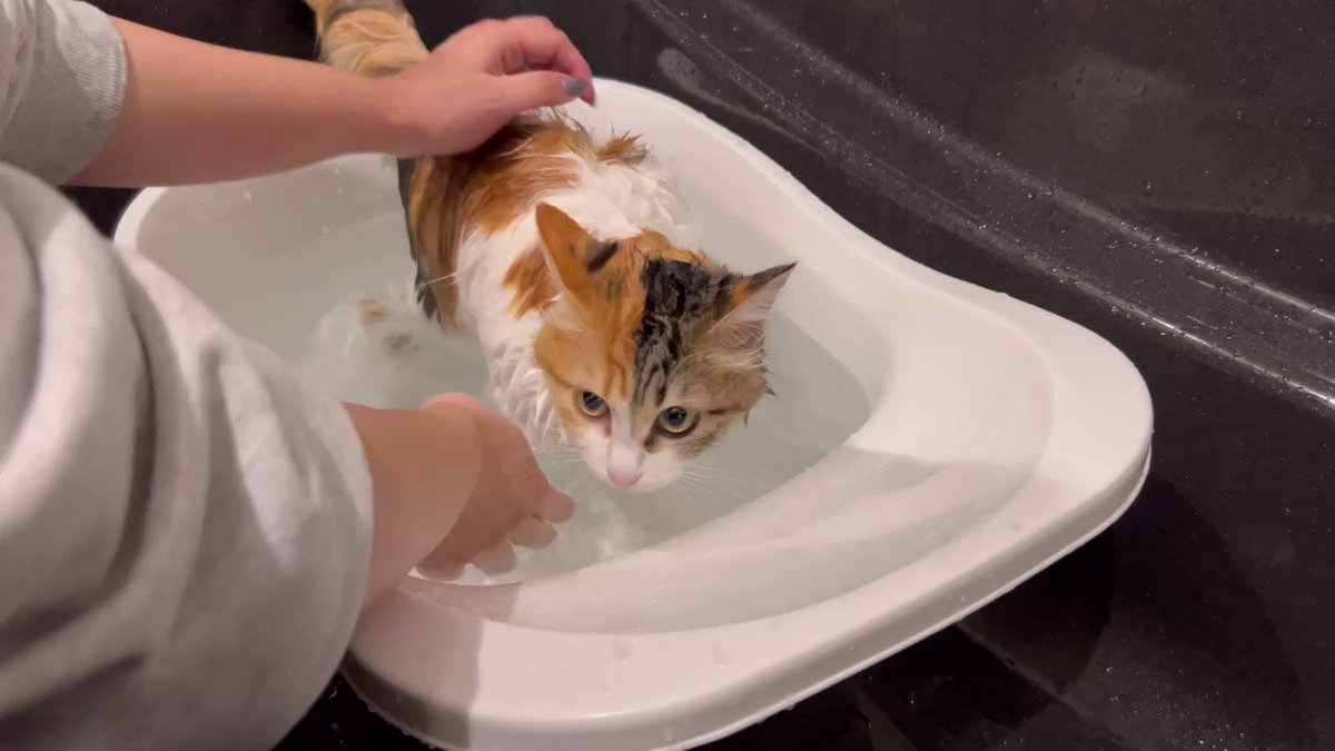 お風呂好き猫のかけ湯さぼったら文句言われました＃猫 