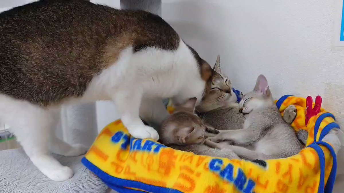 猫カフェ Nyanchi