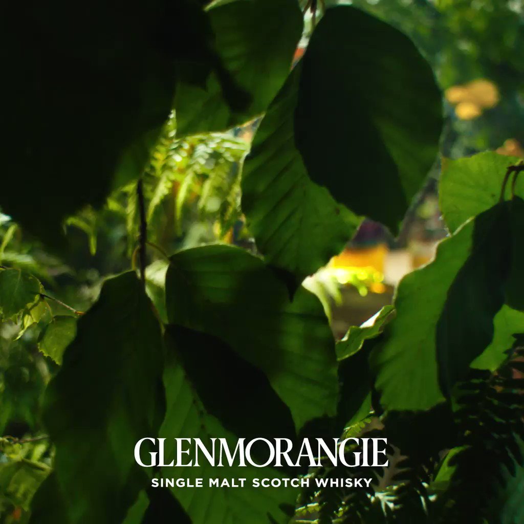 Glenmorangie on Twitter: Take a peek at our luscious new limited edition,  Glenmorangie A Tale of the Forest, with a botanical gift box designed by  Thai illustrator Pomme Chan. Enjoy it in