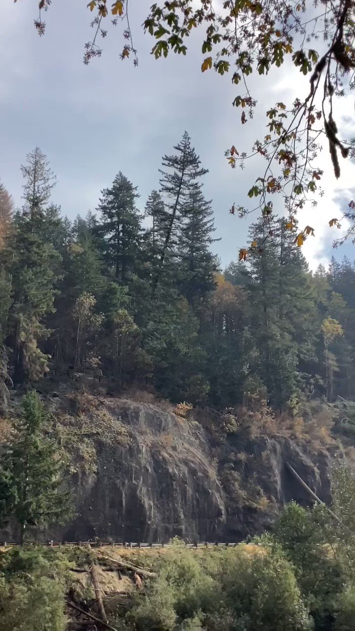 WSDOT Traffic on Twitter "Here is some video of felling a tree taken
