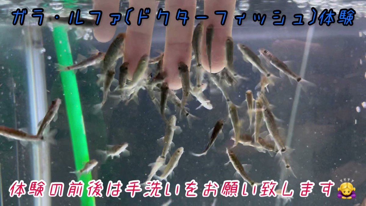 ドクターフィッシュ Twitter Search Twitter