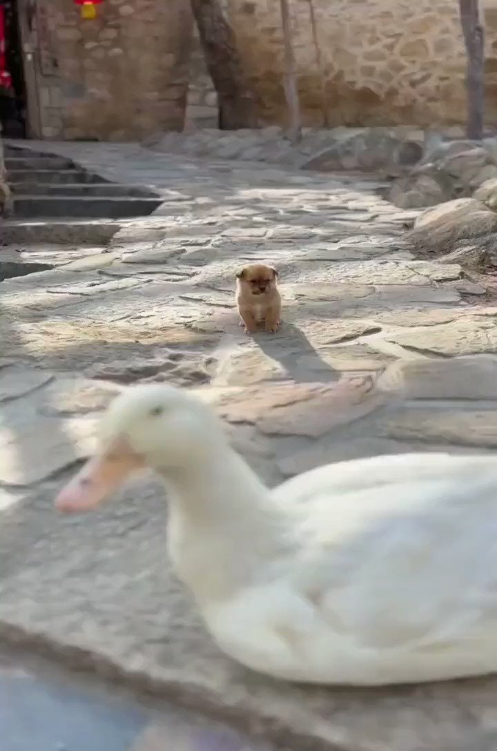 @cutest_animal1's photo on Blind
