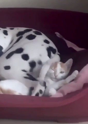 @DontShowYourCat's photo on Tobi