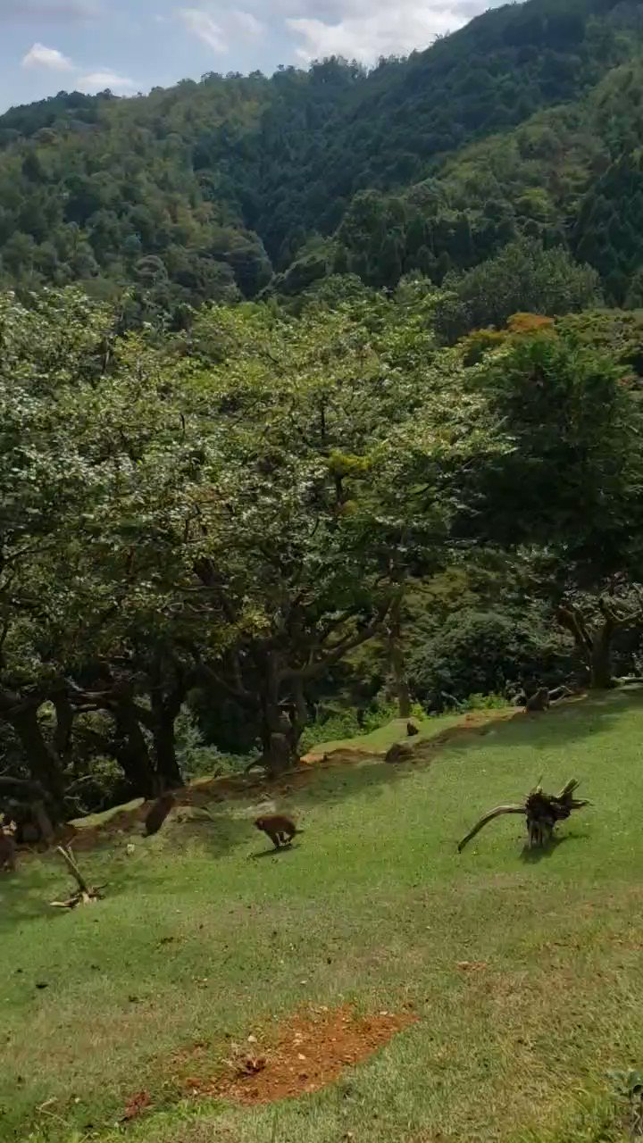 嵐山モンキーパーク 公式 Arashiyamamonke Twitter