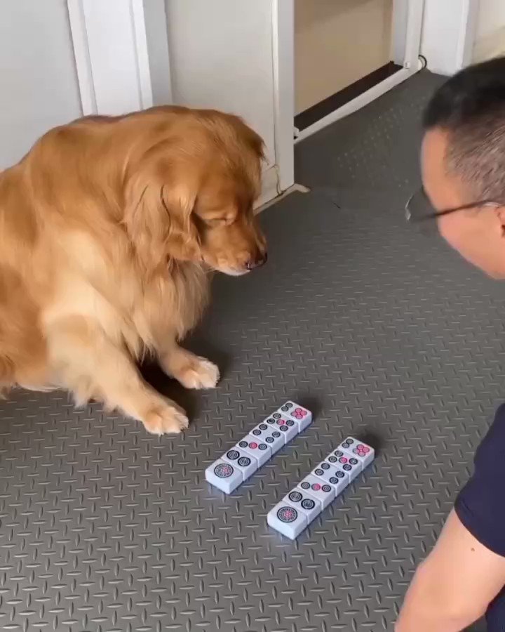 208 犬の記憶力