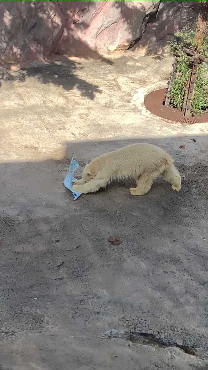 旭山動物園にて、雑巾がけにハマるホッキョクグマが見つかるｗｗ