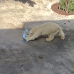 旭山動物園にて、雑巾がけにハマるホッキョクグマが見つかるw