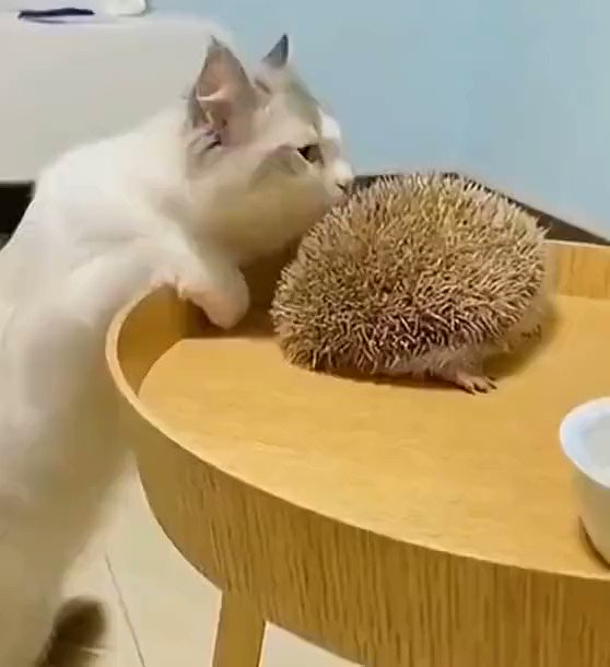 translated cats on X: "A cat who seems to be comfortable with hedgehog  thorns.https://t.co/t3zZ4LYYxX" / X