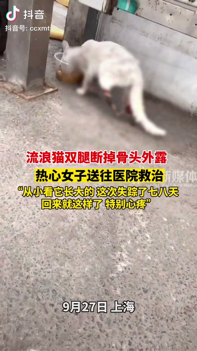 今天被葵姐打了吗？ on X: 虐猫的人都快去死好了，这个世界上怎么会有这么恶毒的人。 t.co8PWshBhTbf  X