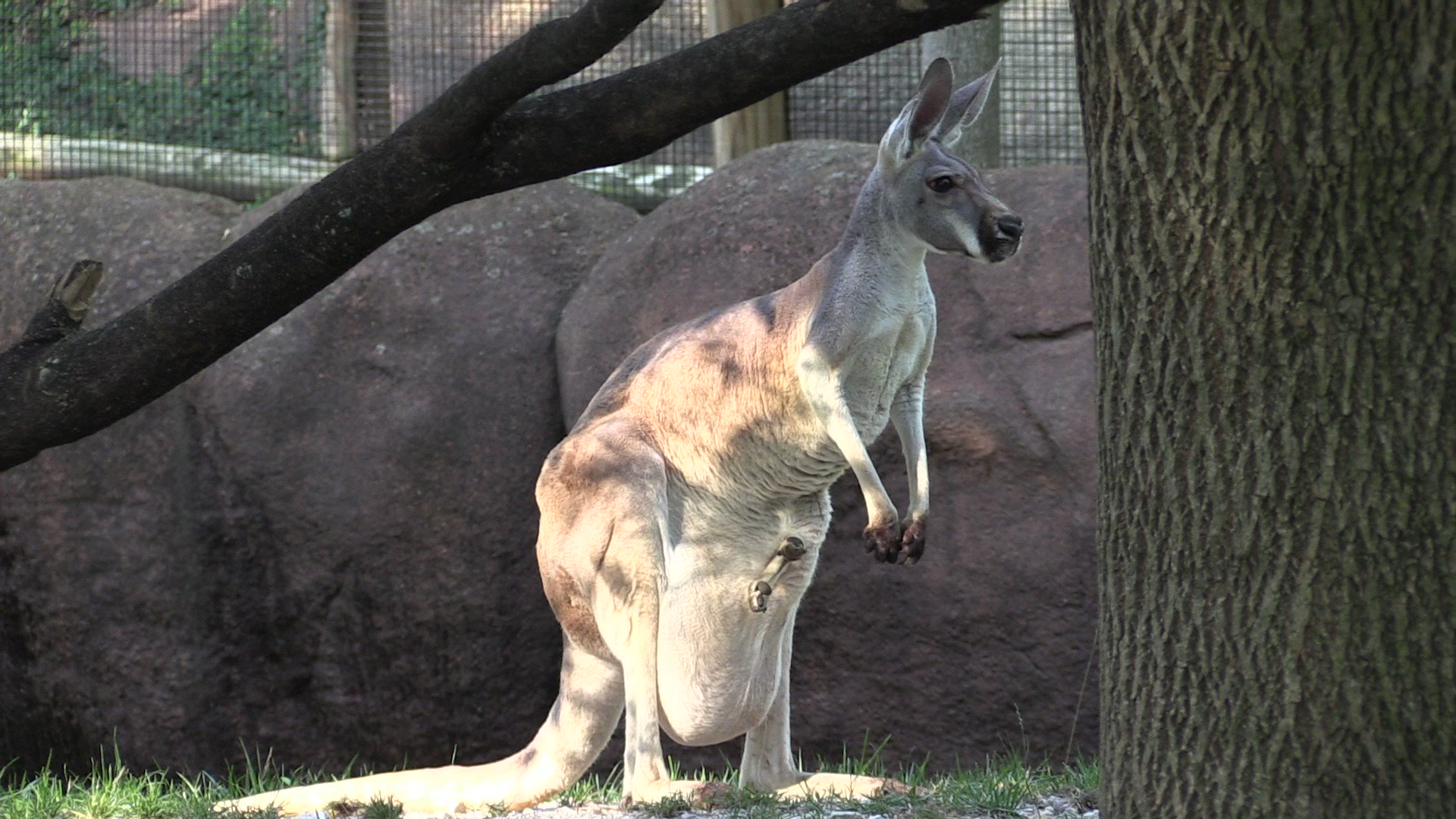 Saint Louis Zoo on Twitter "Jumping kangaroos, it’s a joey! Female red
