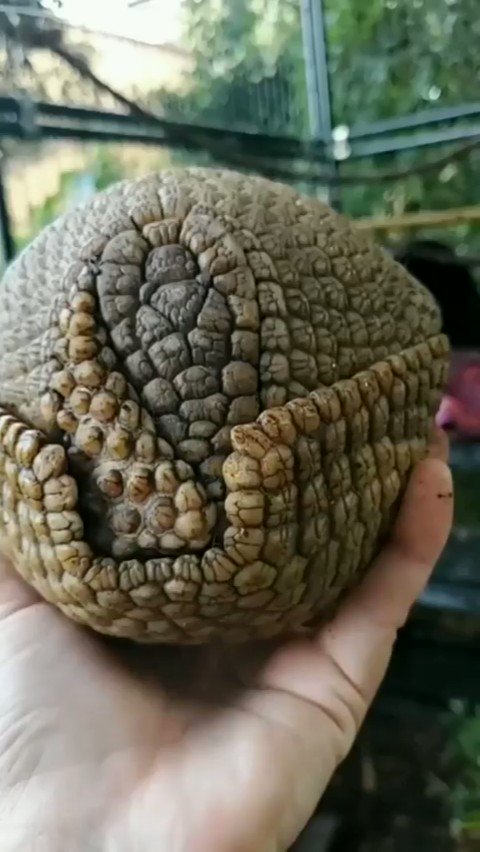 Massimo on Twitter: "Of the different species of armadillos, only the