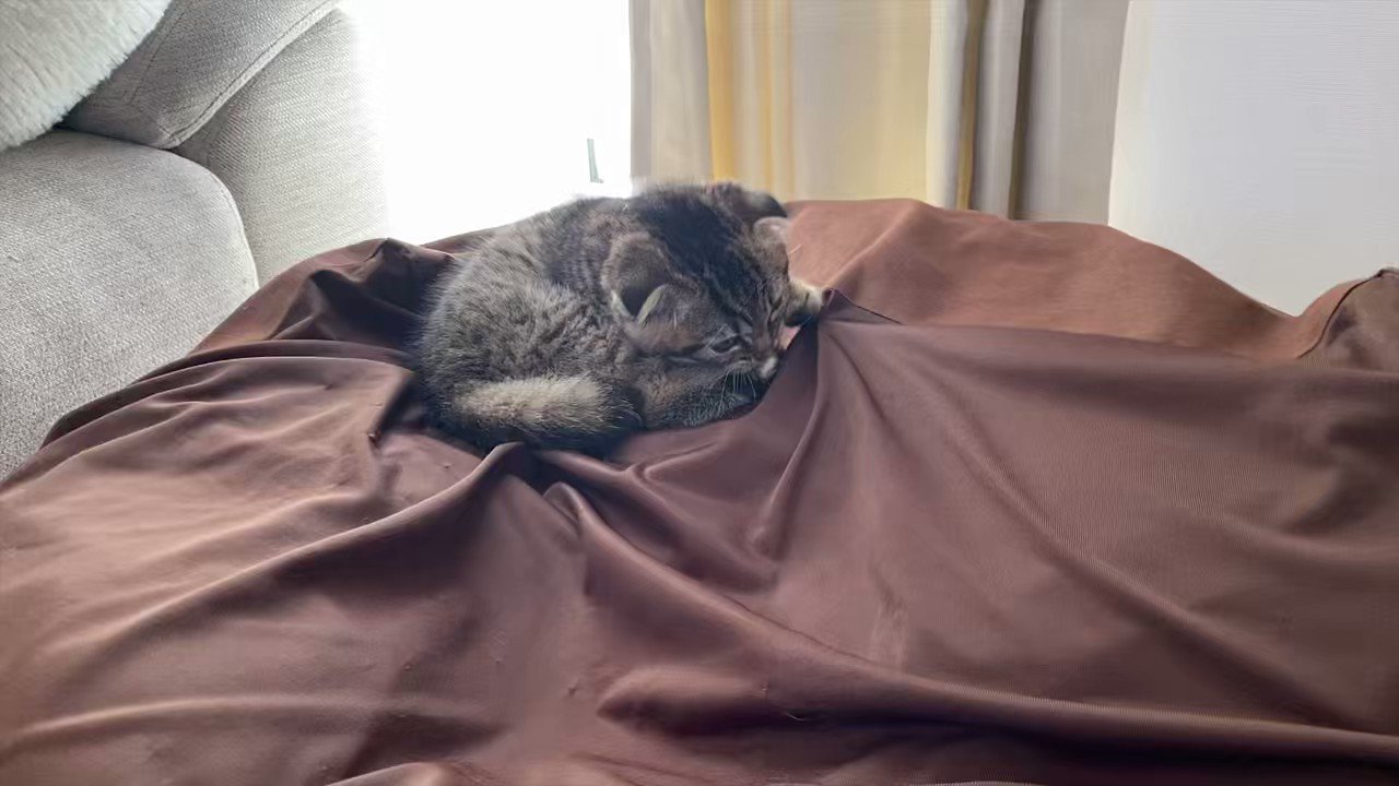 まつたけ (matsutake_cat) / Twitter