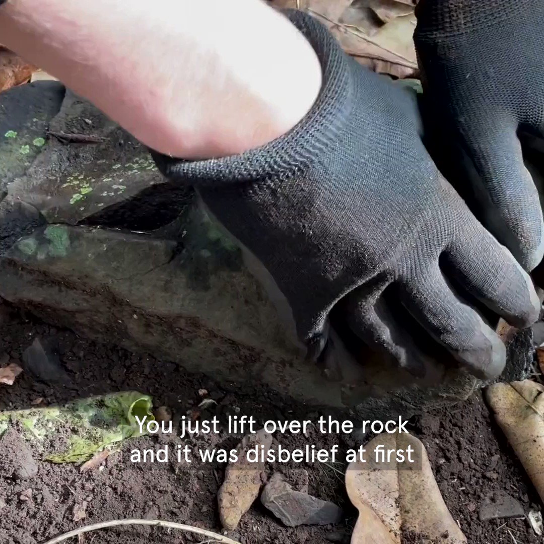 University of Sydney on Twitter "Thought to be extinct 80 years ago