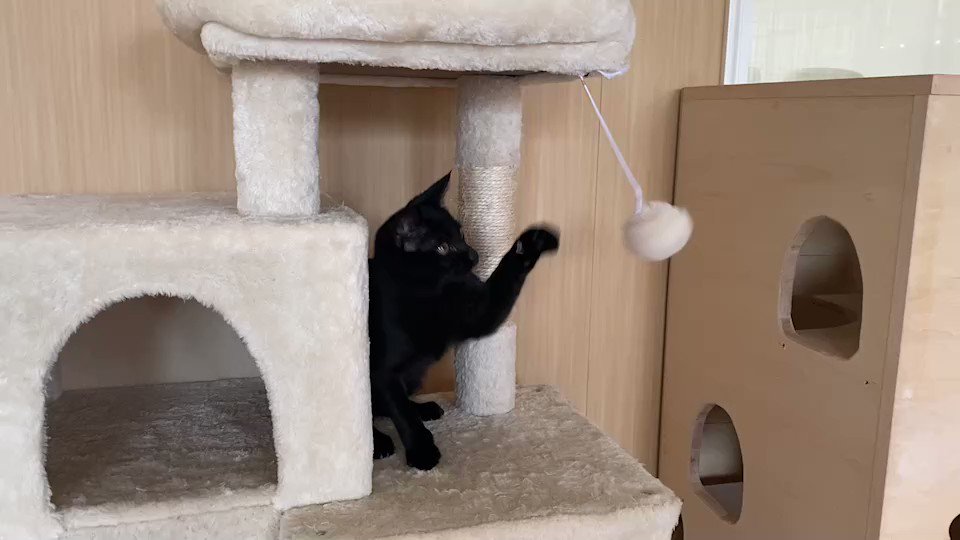 黒猫kiki 様専用ページ♡ policeproducts.com