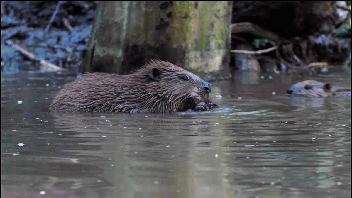 Darren Naish on Twitter "RT WildlifeTrusts Today’s a big day