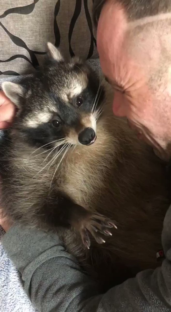 RT @sweetraccoons: Appreciating a beautiful raccoon on international raccoon appreciation day https://t.co/tA7fKVsNAL