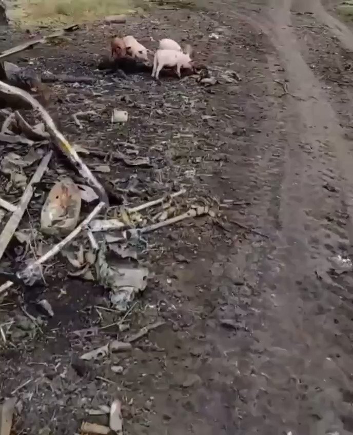 T E Q U I L A on Twitter: "Свині їдять свинособаку. Welcome to Ukraine ...