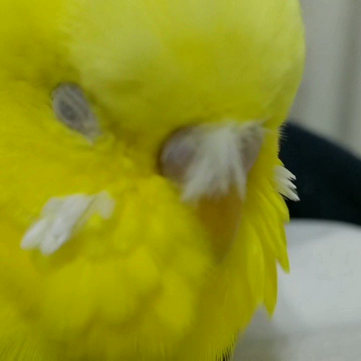キイロイインコ ♪ Ikura and Toro Greetings イクラとトロ ごあいさつ #イクラ