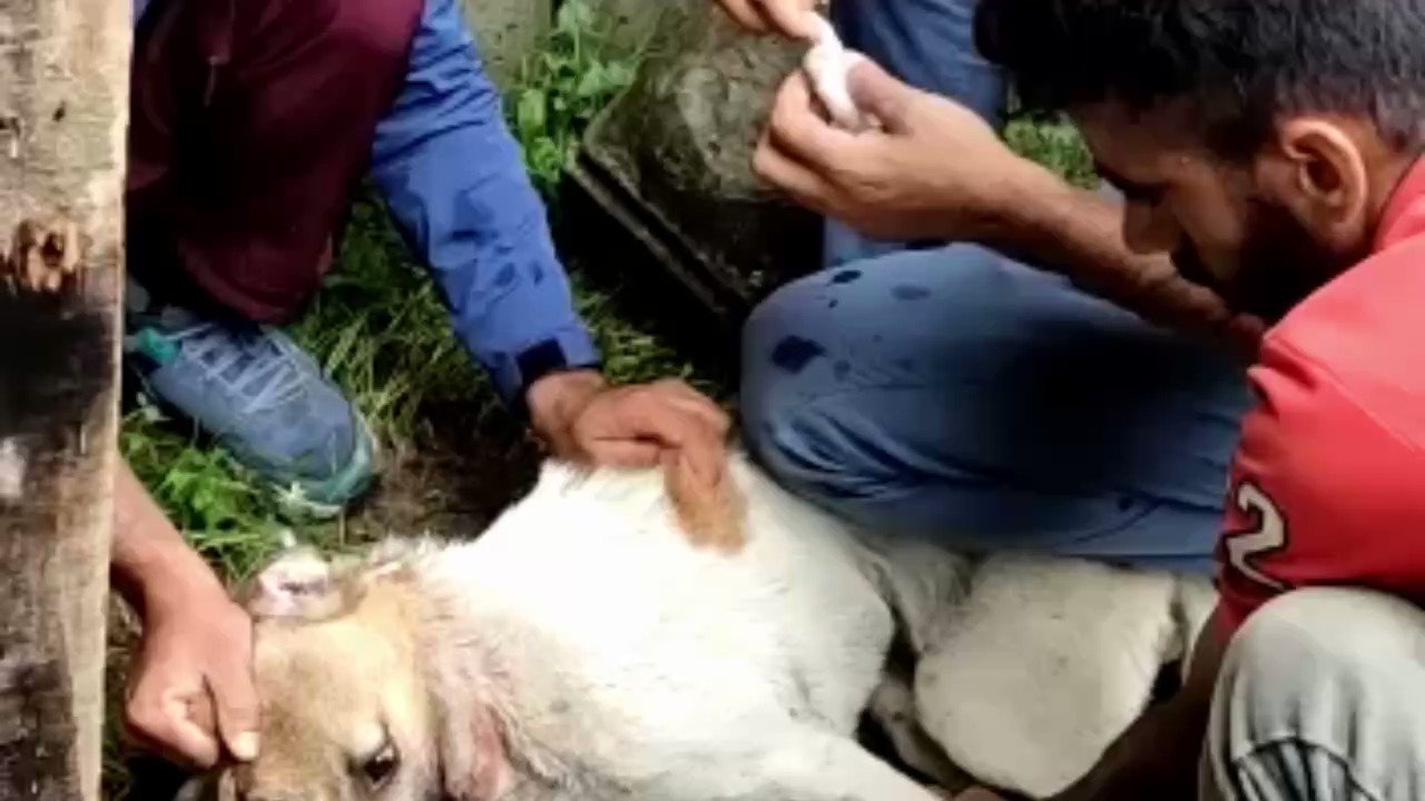 Animal Rescue Kashmir (@ark_foundation_) / Twitter