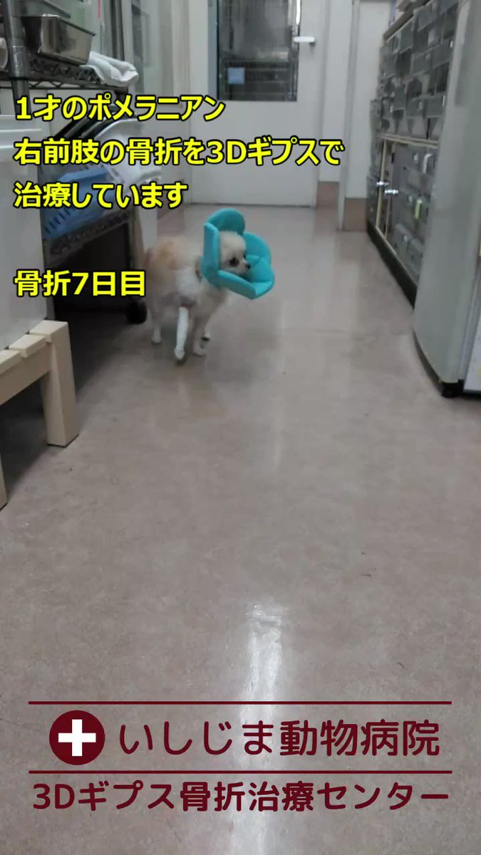 いしじま動物病院 ３dギプス骨折治療センター