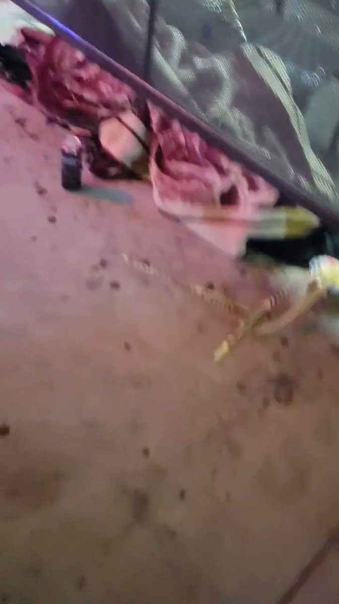 JJ’s pics and videos