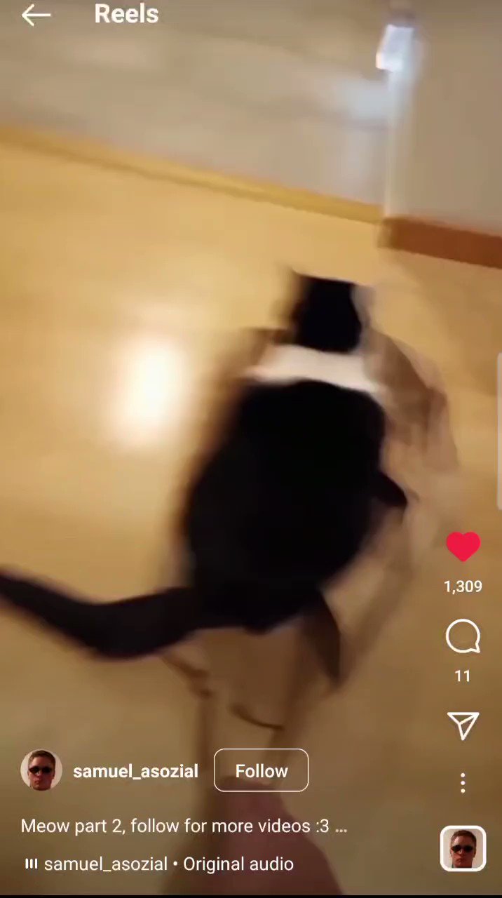 cat-society-on-twitter-rt-hitomi-artist-coolcatsociety-but-wait
