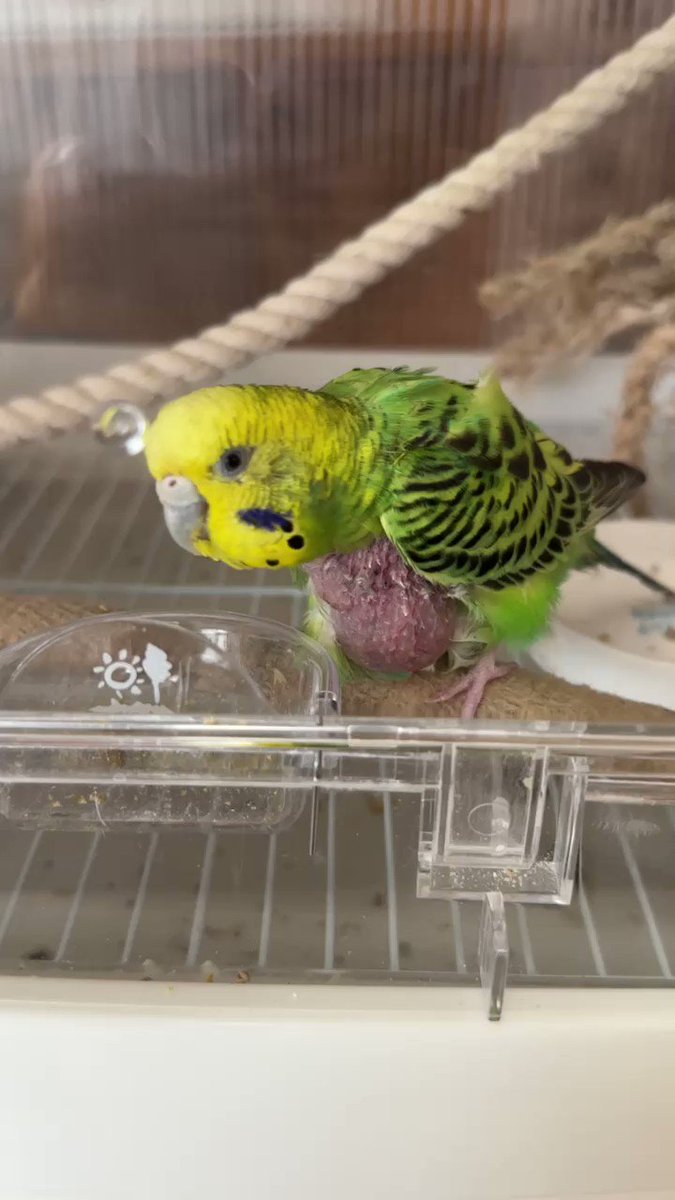 鳥グッズや鳥ごはんを取り扱うおすすめショップ5選 | no inko no life 鳥グッズや鳥ごはんを取り扱うおすすめショップ5選 | no inko no life