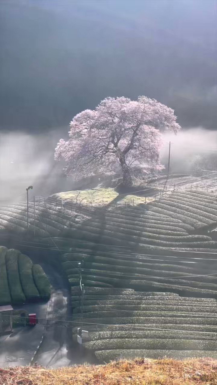 まちゅばら │ machu.eth on Twitter 