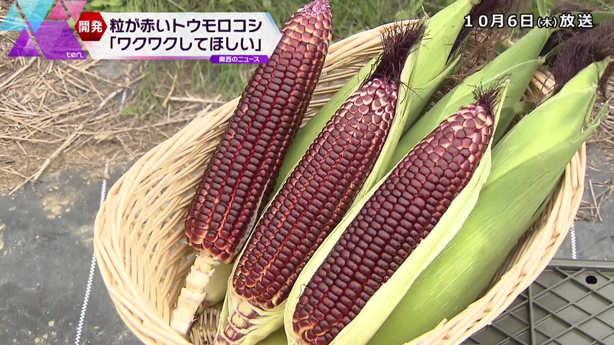 嘘みたいに赤いトウモロコシ 脳が認識してくれない 芸術みたい 中とか味ってどうなの Togetter