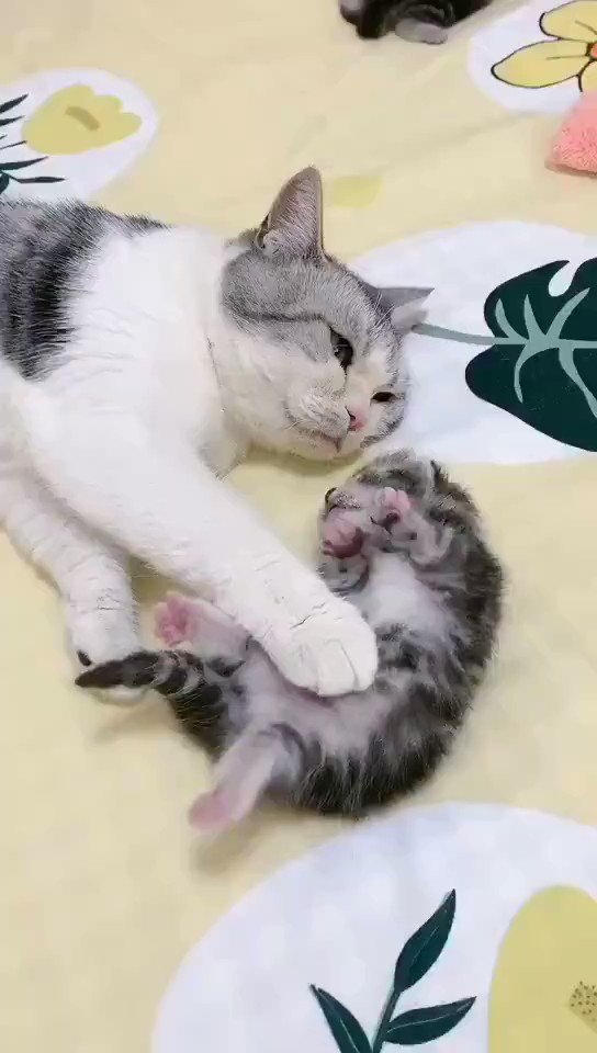 癒される動物 悪夢にうなされてる子猫を抱きしめる母猫 T Co Yrfvwupugv Twitter 癒される動物 悪夢にうなされてる子猫を抱きしめる母猫 T Co Yrfvwupugv Twitter