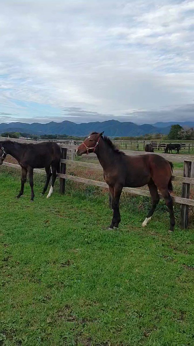 今日は休みだけど、所用で会社に行くことに。ついてないな〜と思ったらポストにクードメイトルとマンテラライの当選通知が🎯人気だけど２頭一緒だといいなと思っていたので嬉しいです😭楽しみ✨ 