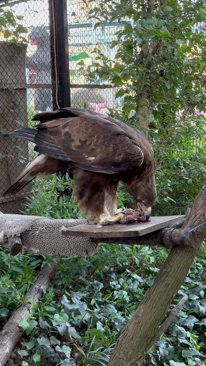 激安超特価 シリーズ日本の鳥を見てみませんか ニホンイヌワシ 森林の