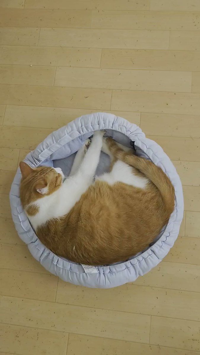 保護猫カフェ 猫ホテルねこんチ 大阪にある猫カフェ 子猫のへや
