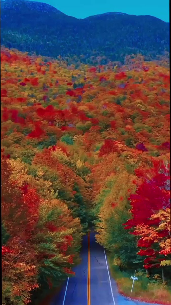 In A Forest Of A Hundred Thousand Trees No Two Leaves Are Alike And in-a-forest-of-a-hundred-thousand-trees-no-two-leaves-are-alike-and