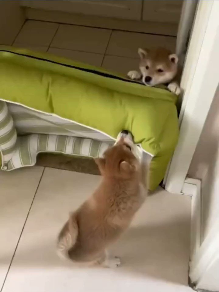 𝕐o̴g̴ on Twitter "Puppy helps his friend escape from playpen..🐶🐾 https