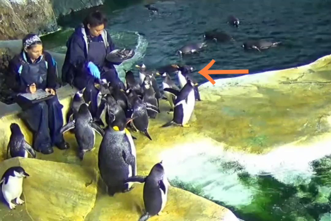 Megumi Matsuda on Twitter: "RT @ariel_digit: The zoo would say. We keep