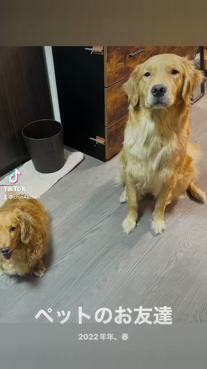 犬と猫と過ごすオッサン Nslpqknqfqpofj1 Twitter