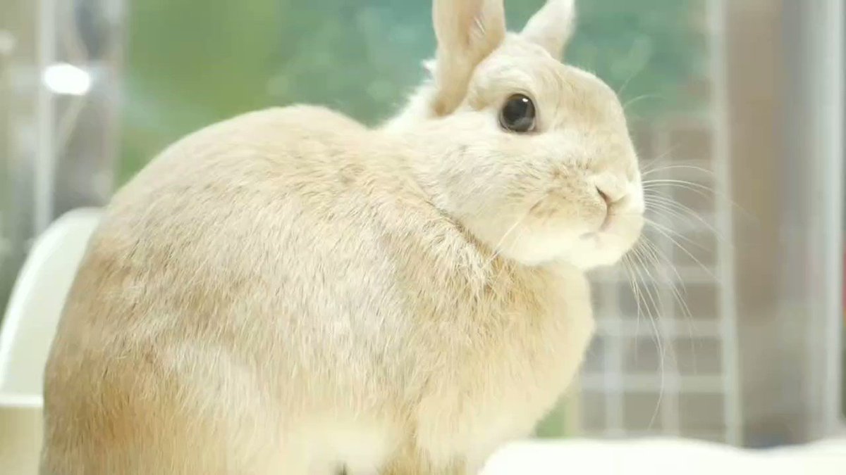 ヒノキのうさぎ様 うさぎのひのき🌳 Hinoki bunny on X: 