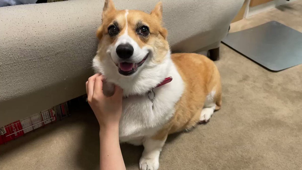 散歩中に家族を見つけてはしゃぎ回るコーギーさんがかわいい お尻がハート Togetter