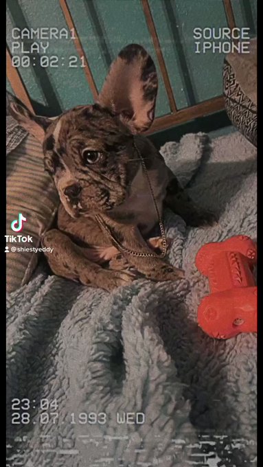 Welcome home Rex https://t.co/z8pXgqTpch<a href="/tag/lle"class="tags"><span>#lle</span></a>