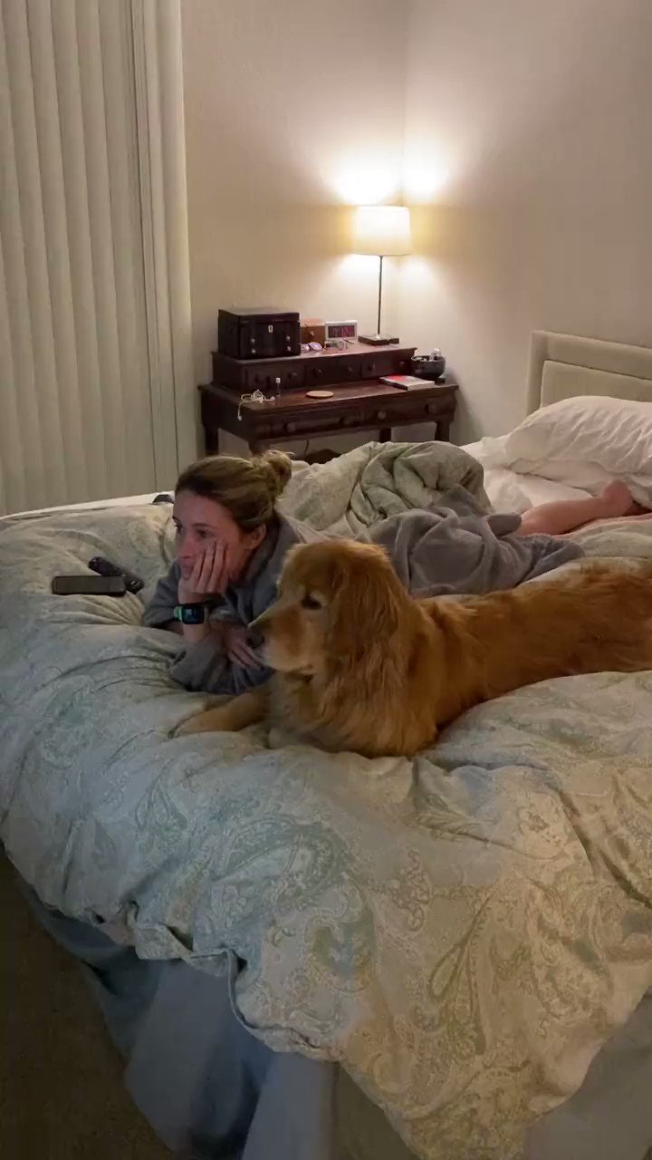 Golden retriever hot sale sleeping in bed