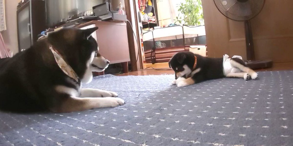 تويتر 黒柴子犬 البحث في تويتر