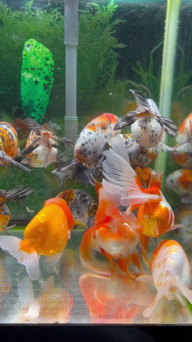 【次回金魚入荷予定】2021年10月25日(火) 【次回金魚入荷予定】2021年10月25日(火)