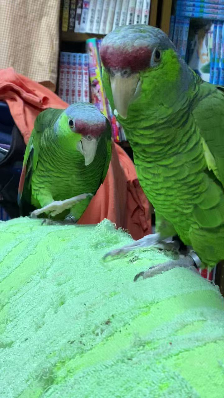 東條さち子 (sachikoCRZ) / Twitter