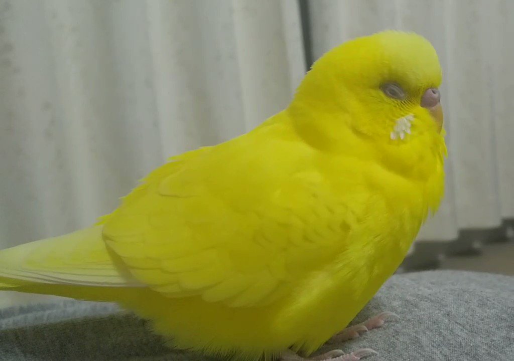 キイロイインコ ♪ Ikura and Toro Greetings イクラとトロ ごあいさつ #イクラ