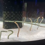こんな姿は初めて見た!優雅に泳ぐチンアナゴ。