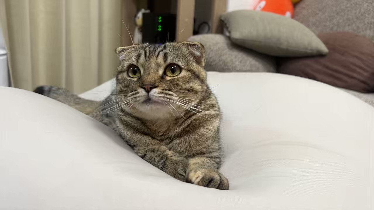 まつたけ (matsutake_cat) / Twitter