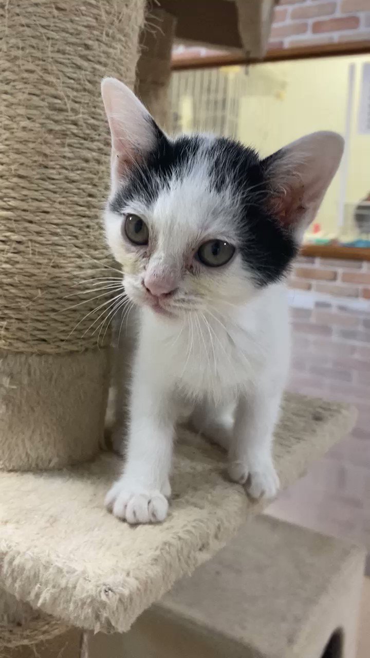 白猫三毛猫 (shiromikeneko@) / X