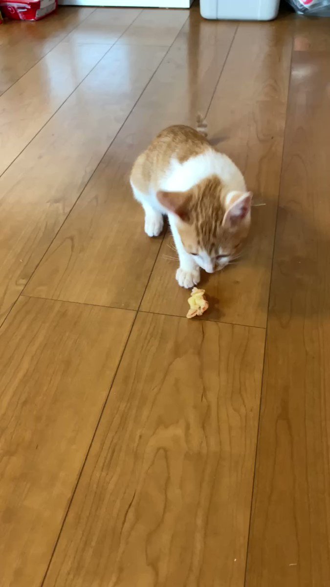 永田千秋＊ブドウおばさん on Twitter 